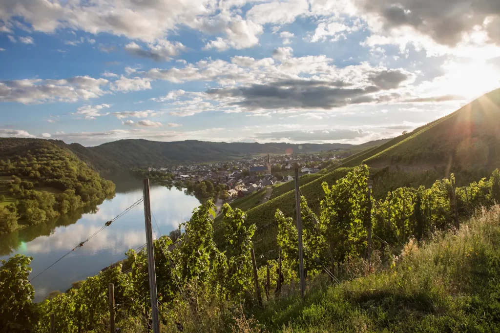 Blick über Weinberge am Rhein mit kleiner Stadt im Hintergrund.