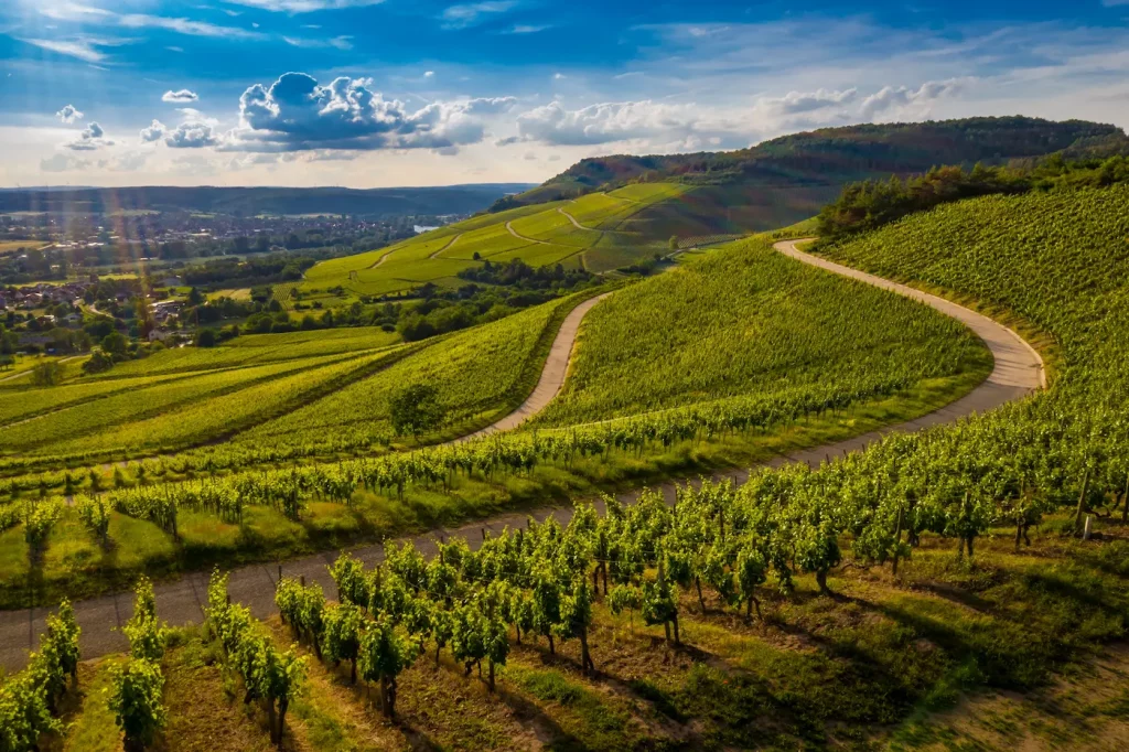 Ausblick über Weinberge in der Region Freiburg