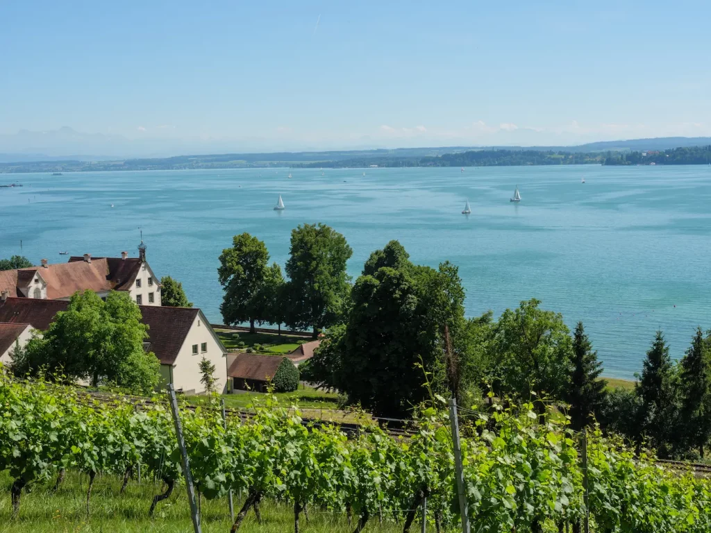 Blick auf den Bodensee mit Weinbergen im Vordergrund.